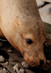 namibian seal hunt