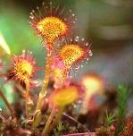 Sundew. Courtesy Ken Sturm, USFWS